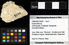 Foto (Objekt + Etiketten) von Eodromites sp. 